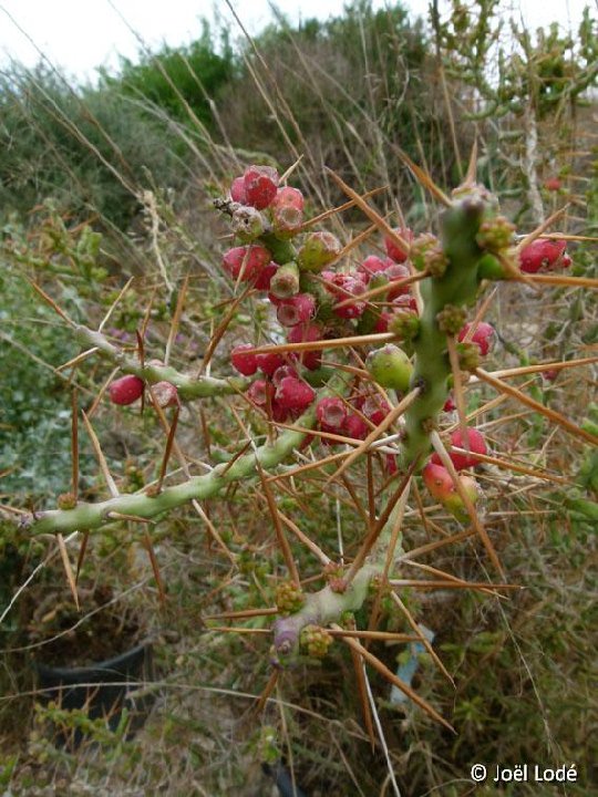 Cylindropuntia kleiniae non leptocaulis ©JLcoll.4846